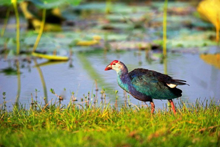 Muthurajawela Wetland Sanctuary